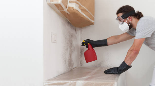 Professional Attic Mold Removal technician working in Wellington, TX