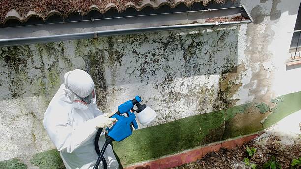 Trusted Attic Mold Removal service in Wellington, TX - Cheap Mold Removal
